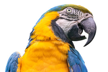 Blue-and-yellow macaw - isolated on white background