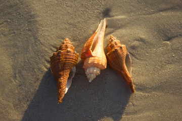 Seashells on sand sunrise background sea, horizon beach dawn wave