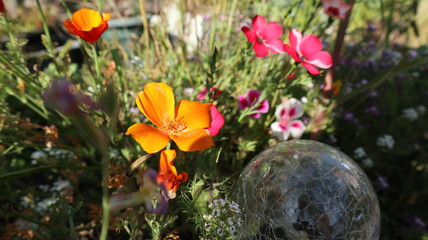 flowers in the garden