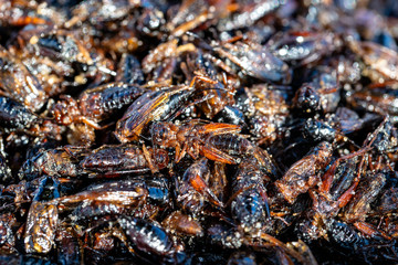 Deep fried Cicada is one of the normal traditional local Thai food in Thailand.