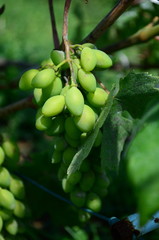 green grapes on the brunch in the garden