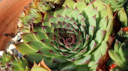Obraz premium succulent plant