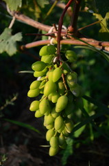 green grapes on the brunch in the garden