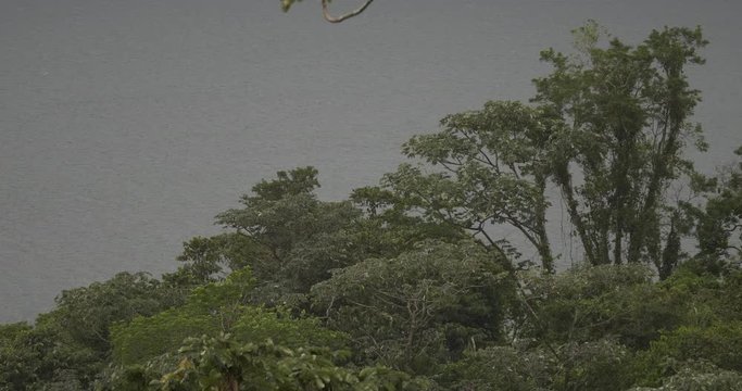 Jungle Bushes, Costa Rica, Native Version