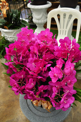 Pink orchid in a flowerpot ready to sell to visitors