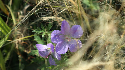 flower in garden