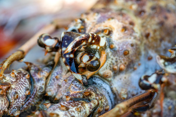 Sea fresh lobster at street market in Thailand. Seafood concept. Raw lobster for cooking, closeup