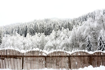 Fototapeta premium snow covered trees and fence