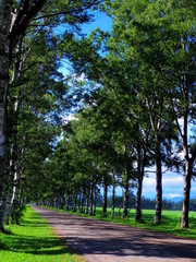 Fototapeta premium 十勝牧場白樺並木（北海道音更町）