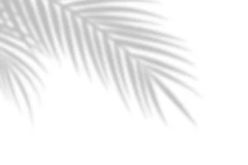 Poster Schaduw van palmbladeren op een witte muurachtergrond. Witte achtergrond, karton. Abstracte afbeelding. Tropisch concept © Alex