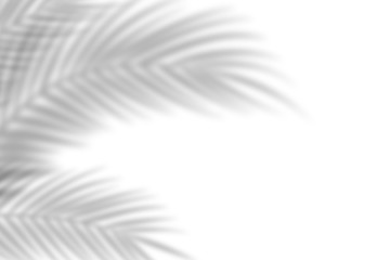 Shadow from palm leaves on a white wall background. White background, cardboard. Abstract image....