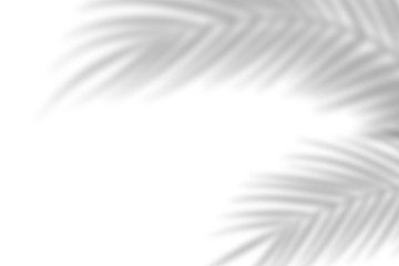 Shadow from palm leaves on a white wall background. White background, cardboard. Abstract image....