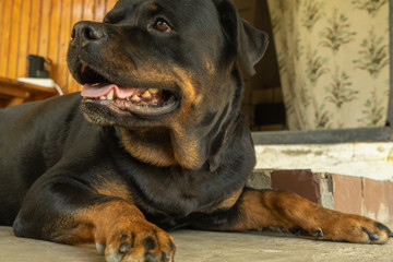 Portrait of a Rottweiler dog. Sad dog