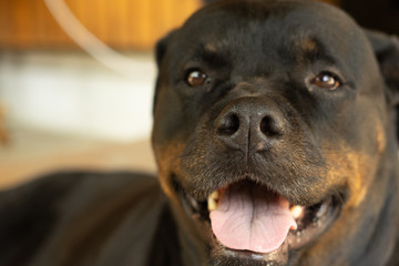 Portrait of a Rottweiler dog. Sad dog
