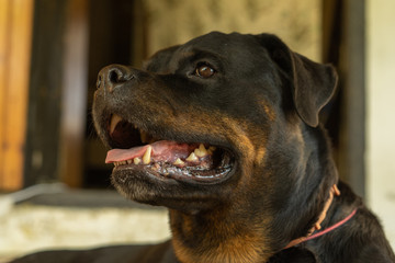 Fototapeta premium Portrait of a Rottweiler dog. Sad dog