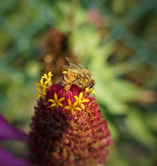 bee on flower