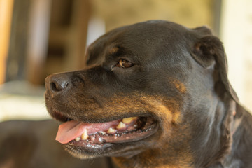 Portrait of a Rottweiler dog. Sad dog