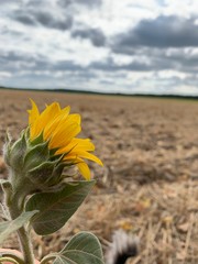sunflowers in field