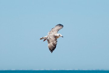 Gaviota volando