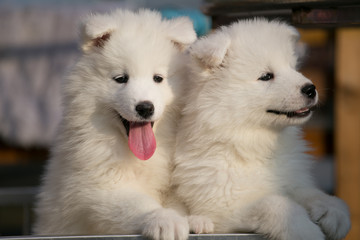 Cute little samoyed