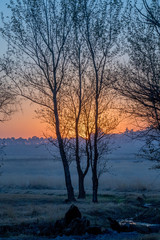 Moody blue and orange sunset with silhouetted dry trees image with copy space