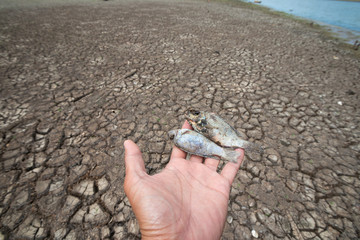 Villagers are searching for fish at Land with dry and cracked ground because dryness global warming,Global warming background