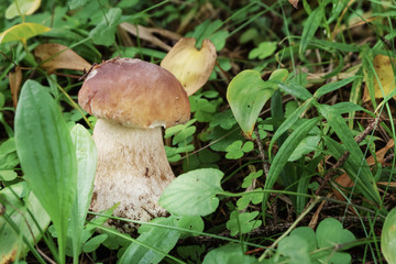 Porcini mushroom in the forest in green grass.