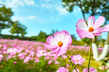 Fototapeta premium Cosmos in full bloom in Beijing Olympic Forest Park