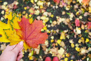 Autumn colored leaves in the girl's hand. Walk in Park.