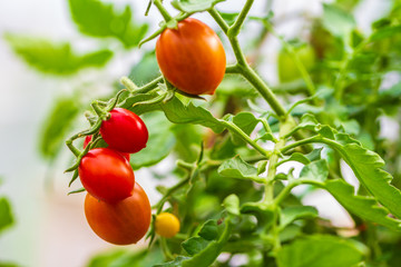 Fresh ripe red and not ripe yet tomatoes hanging on the vine of a tomato plant in the garden.
