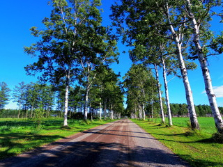 夏の白樺並木（北海道音更町）