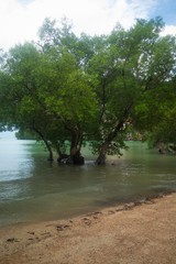 Trees in water.