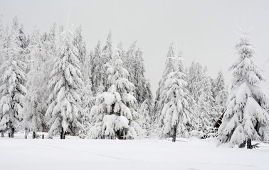 snow covered pine trees