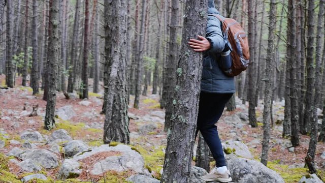 Hiking in wild nature in wood, back view. Woman hiker in jacket with backpack walking on cobblestones in pine forest at autumn. She steps from stone to stone keeping by trees. Travelling concept.