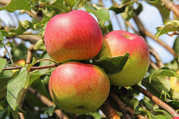 Red-yellow Shtrifel apples on apple tree branch.