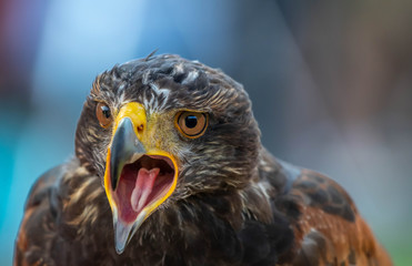 Wüstenbussard Bedrohung Greifvogel Angst, Schreien offener Schnabel
