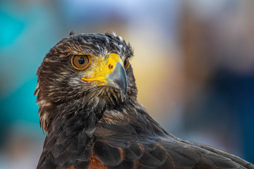 Wüstenbussard Bedrohung Greifvogel Angst, Copy Space