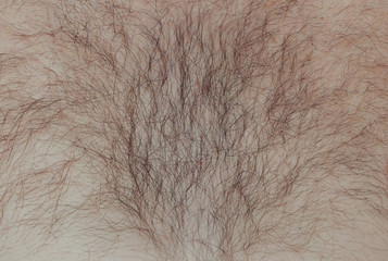 male black hair on the chest, background and texture