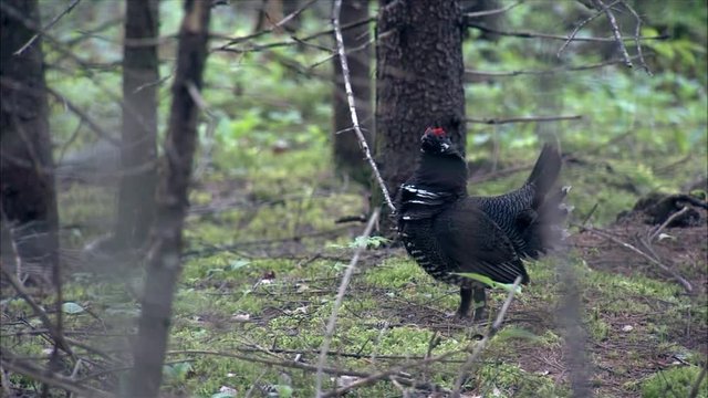 Spruce grouse (Falcipennis canadensis) in boreal forest, flies up to tree limb in slo-mo, 2013