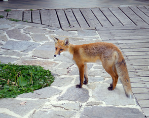 Domestic red fox  freely moving