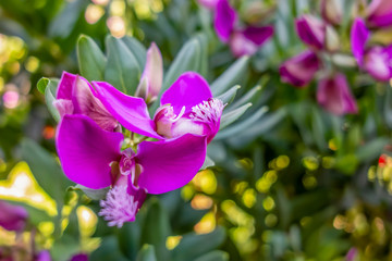 violet flowers