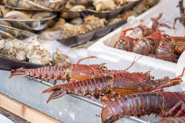 Japanese spiny lobster lined up in a fish shop
