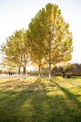 Obraz premium Ginkgo biloba in Beijing Olympic Forest Park in autumn