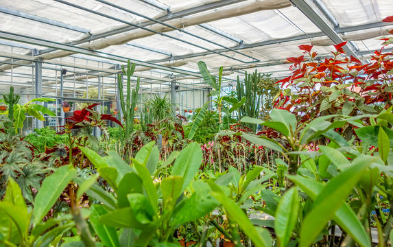 greenhouse scenery