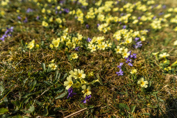 Close up shot of a blossom flowers on a meadow. Yellow, purple and blue flowers on a green grass meadow.