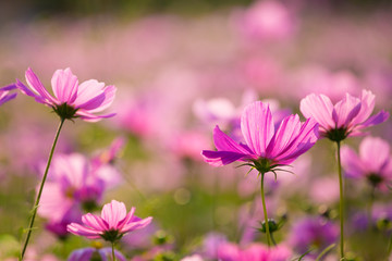 Fototapeta premium Cosmos in full bloom in Beijing Olympic Forest Park