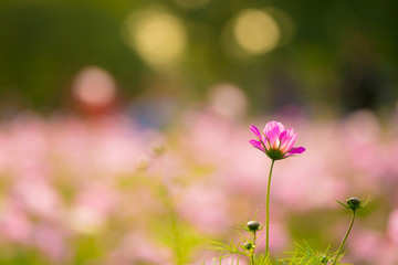 Cosmos in full bloom in Beijing Olympic Forest Park