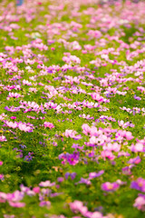 Obraz na płótnie Canvas Cosmos in full bloom in Beijing Olympic Forest Park