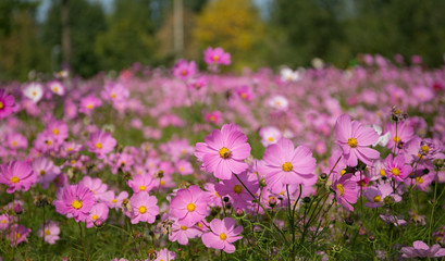 Obraz premium Cosmos in full bloom in Beijing Olympic Forest Park