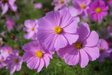 Fototapeta premium Cosmos in full bloom in Beijing Olympic Forest Park